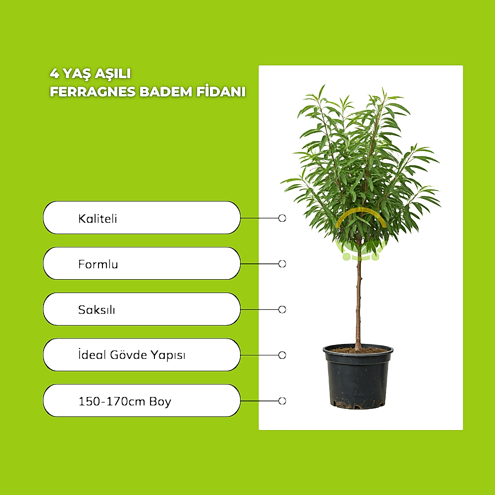4 Yaş Aşılı Ferragnes Badem Fidanı
