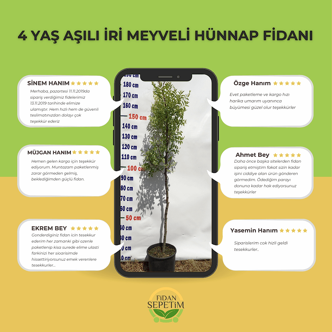 4 Yaş Aşılı İri Meyveli Hünnap Fidanı