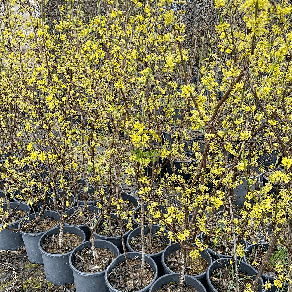 4 Yaş Aşılı Kızılcık Fidanı