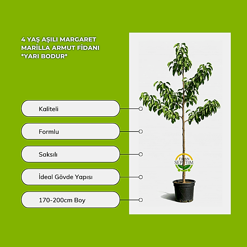 4 Yaş Aşılı Margaret Marilla Armut Fidanı *Yarı Bodur*