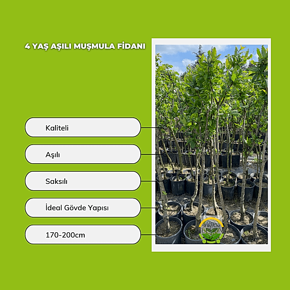 4 Yaş Aşılı Muşmula Fidanı