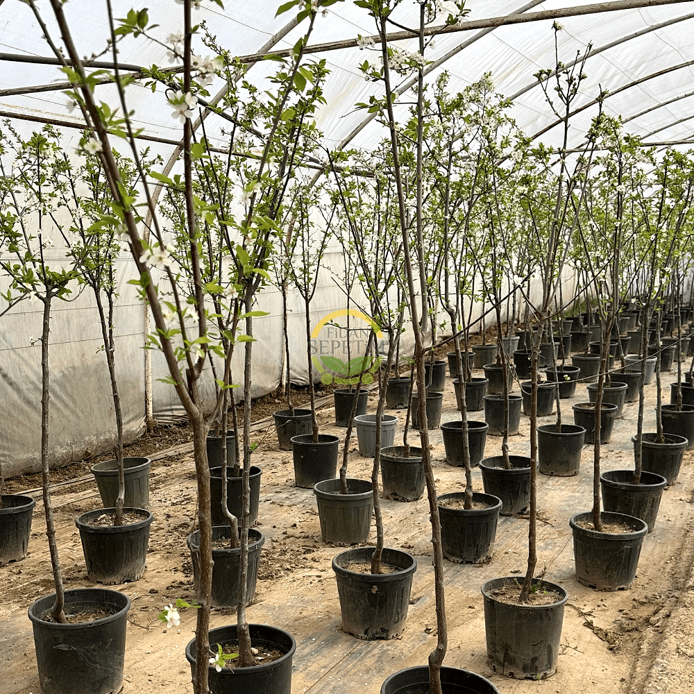 4 Yaş Aşılı Papaz Erik Fidanı