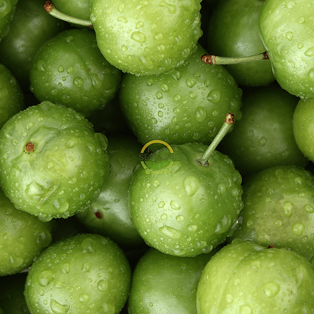 4 Yaş Aşılı Papaz Erik Fidanı