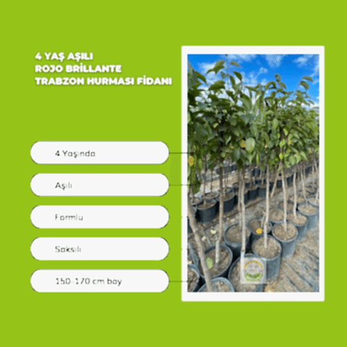 4 Yaş Aşılı Rojo Brillante Trabzon Hurması Fidanı