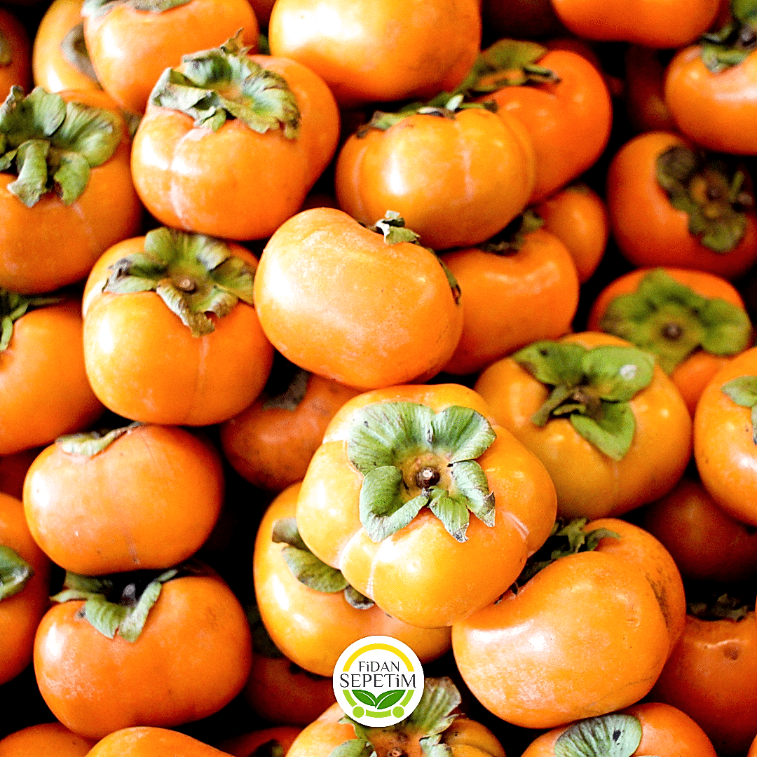 4 Yaş Aşılı Rojo Brillante Trabzon Hurması Fidanı