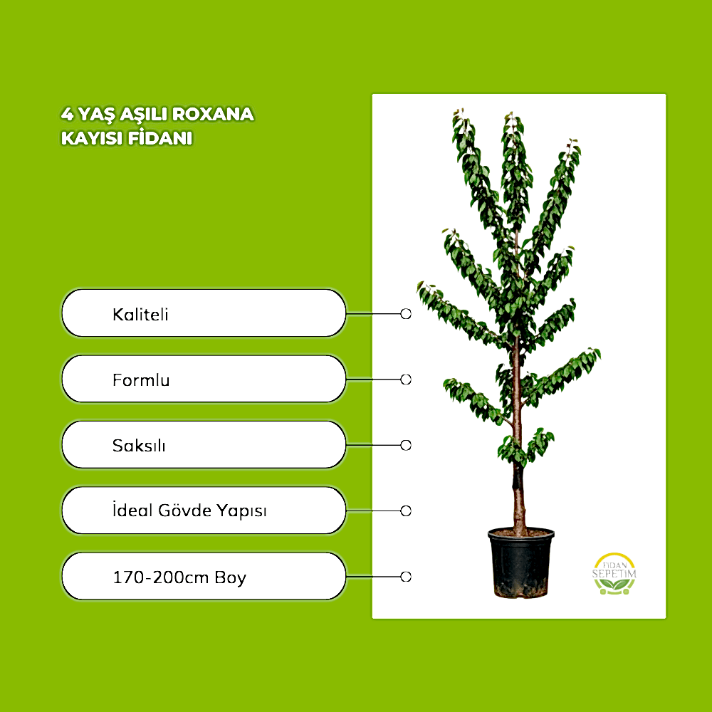 4 Yaş Aşılı Roxana Kayısı Fidanı