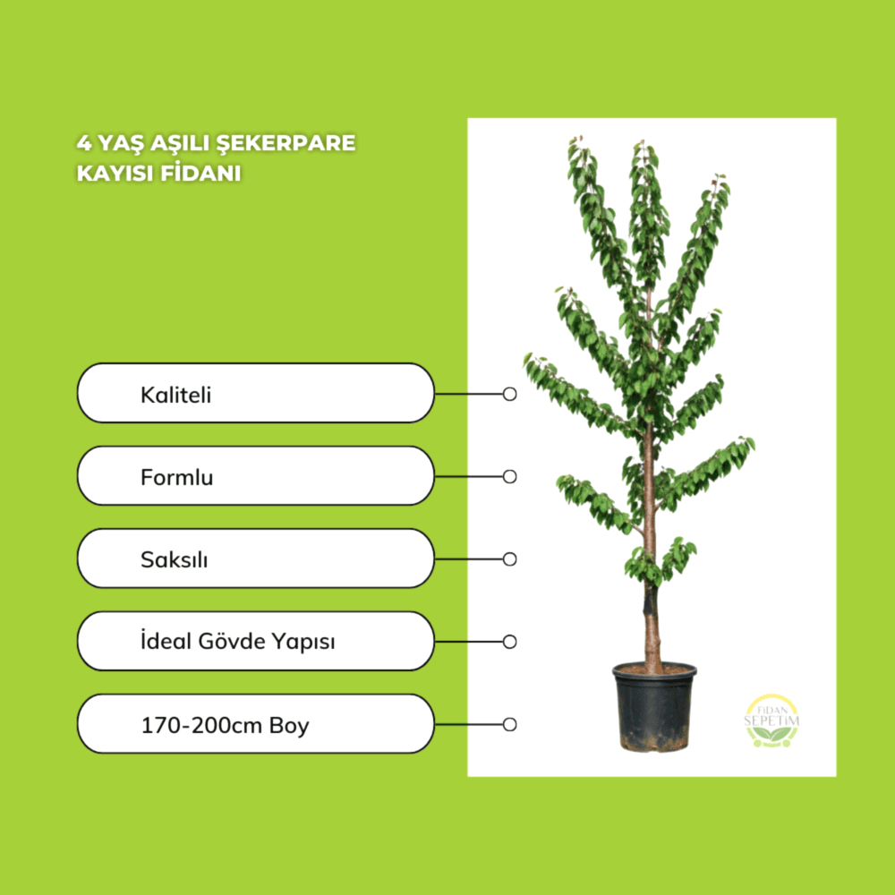 4 Yaş Aşılı Şekerpare Kayısı Fidanı