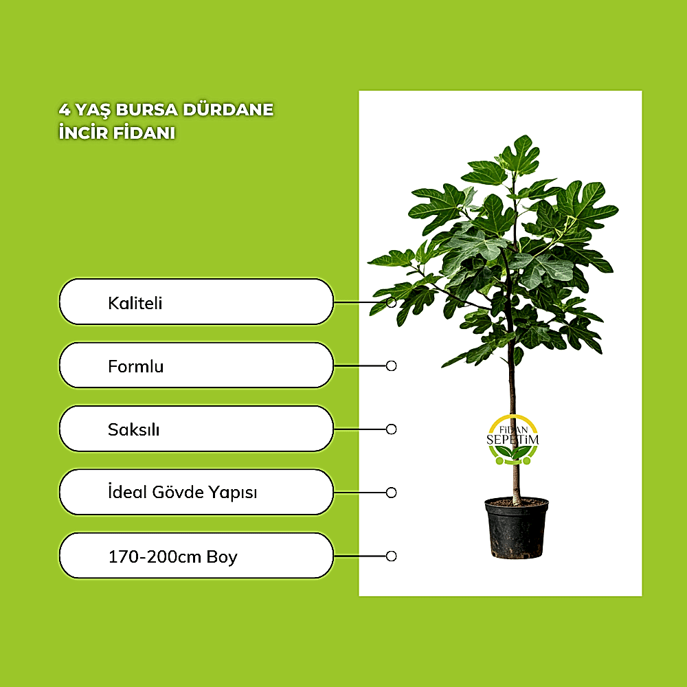 4 Yaş Bursa Dürdane İncir Fidanı