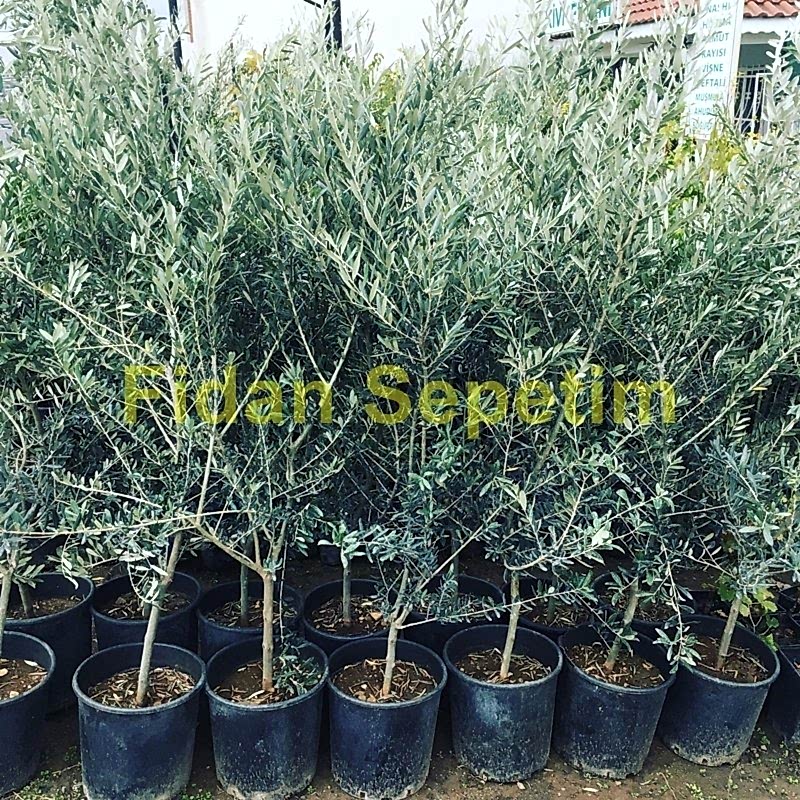 4 Yaş Gemlik Trilye Sofralık Zeytin Fidanı