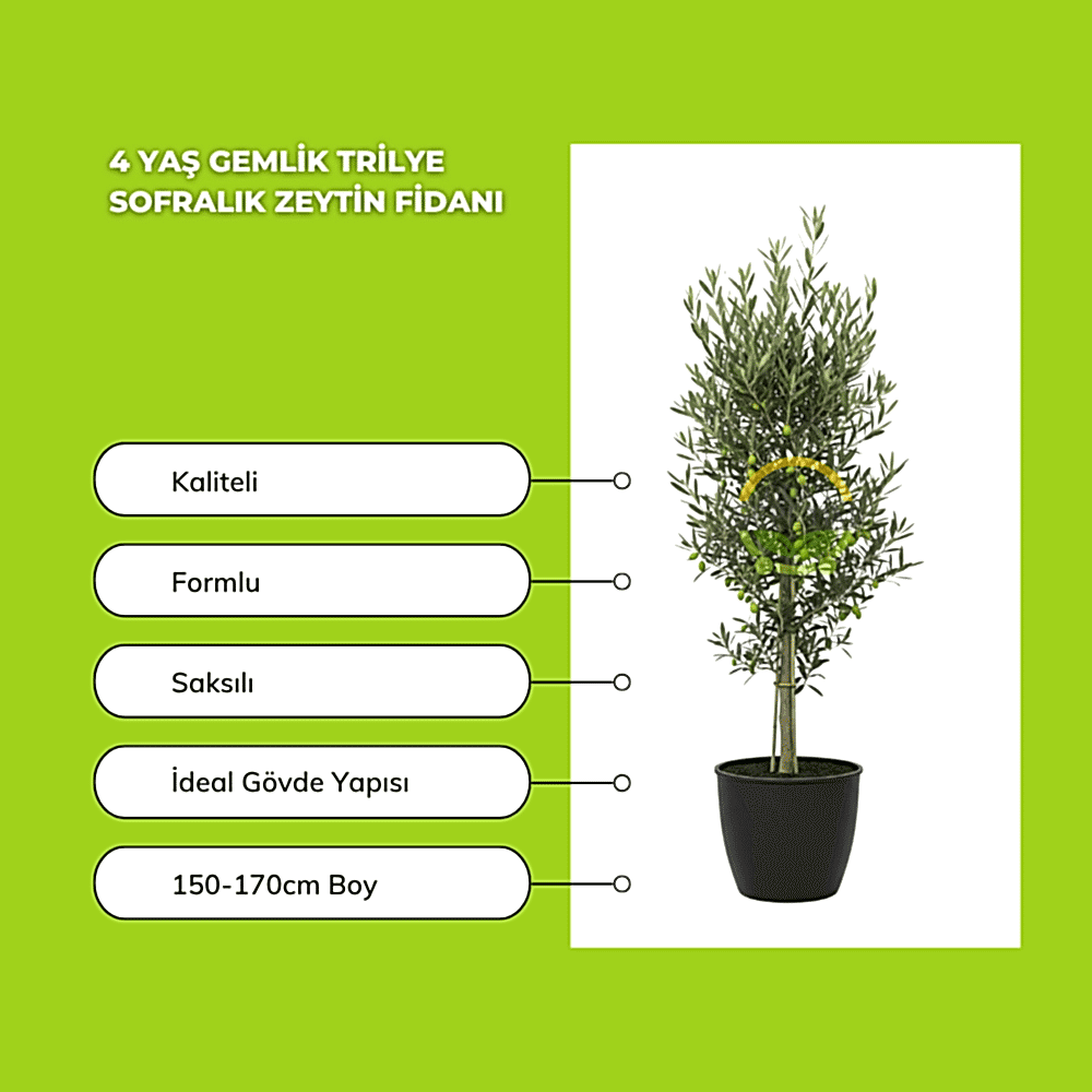4 Yaş Gemlik Trilye Sofralık Zeytin Fidanı