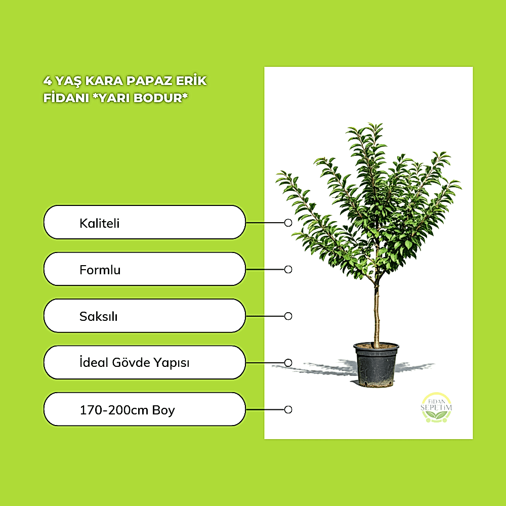4 Yaş Kara Papaz Erik Fidanı *Yarı Bodur*