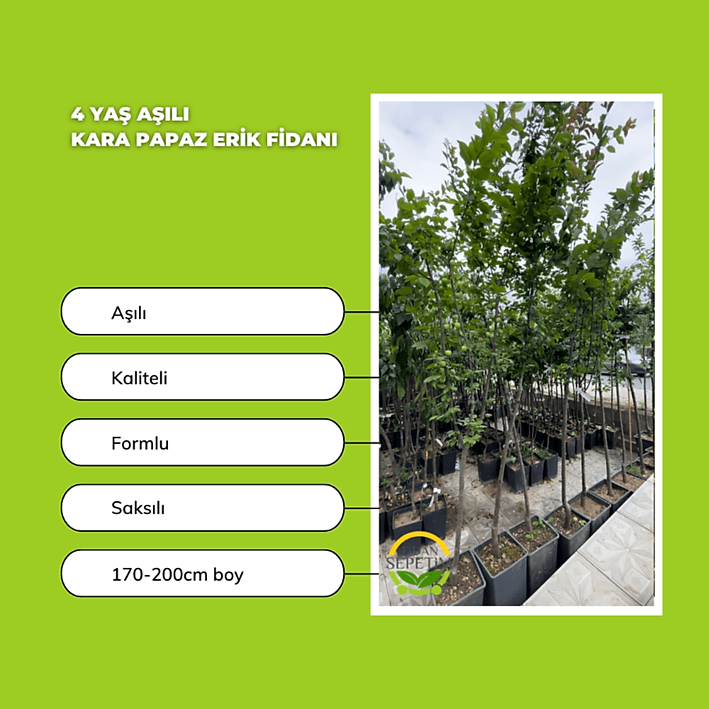 4 Yaş Kara Papaz Erik Fidanı *Yarı Bodur*