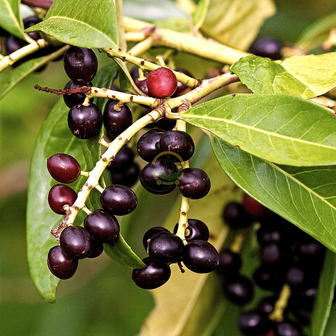 4 Yaş Kara Yemiş Fidanı(Laz Yemişi)