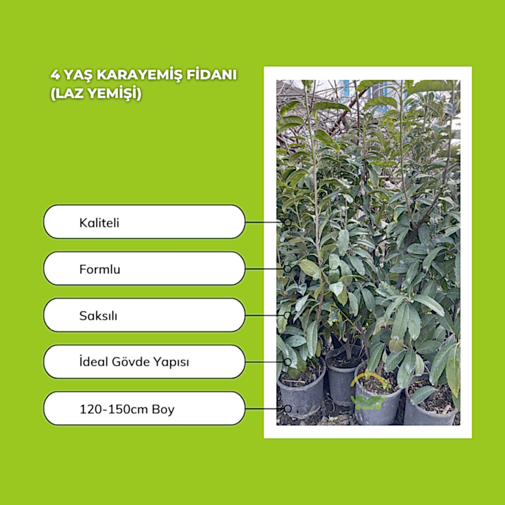 4 Yaş Kara Yemiş Fidanı(Laz Yemişi)