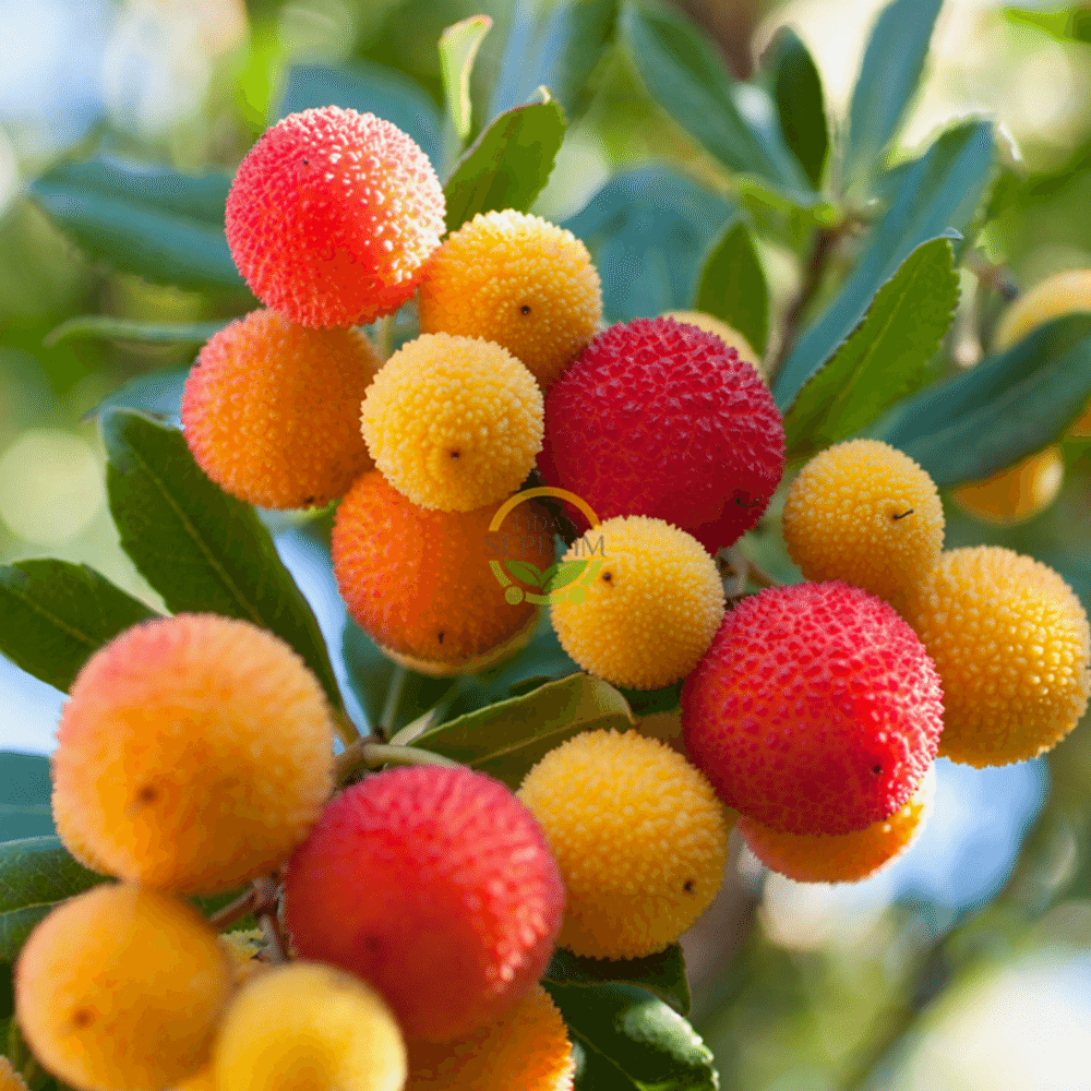 4 Yaş Kocayemiş (Dağ Çileği) Fidanı