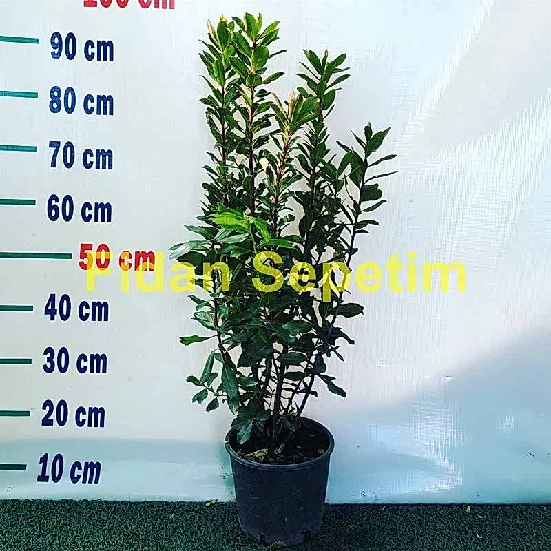 4 Yaş Kocayemiş (Dağ Çileği) Fidanı