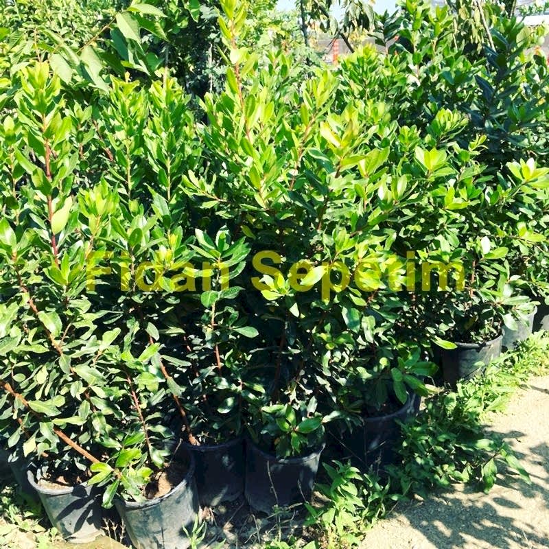 4 Yaş Kocayemiş (Dağ Çileği) Fidanı