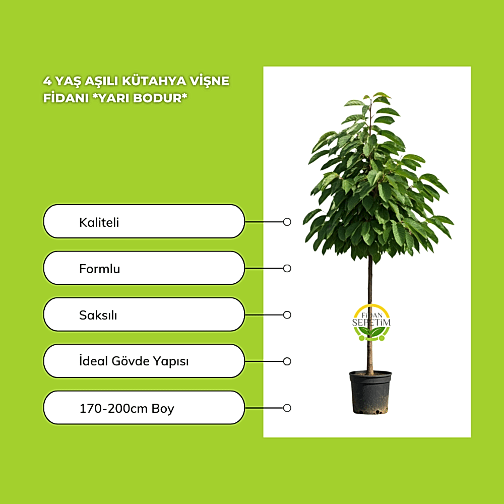 4 Yaş Kütahya Vişne Fidanı *Yarı Bodur*