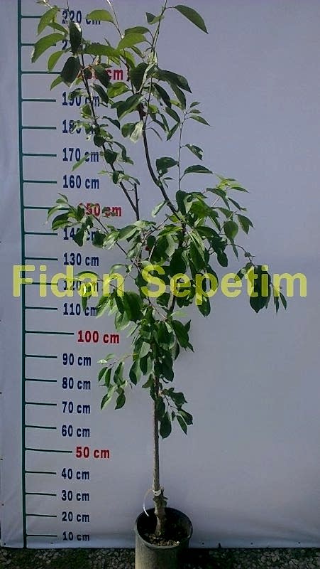 4 Yaş Kütahya Vişne Fidanı *Yarı Bodur*