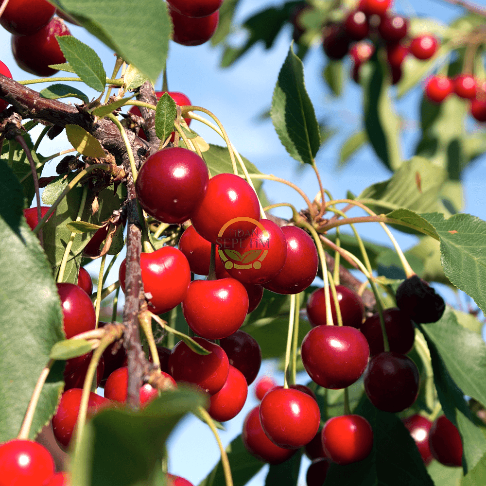4 Yaş Kütahya Vişne Fidanı *Yarı Bodur*