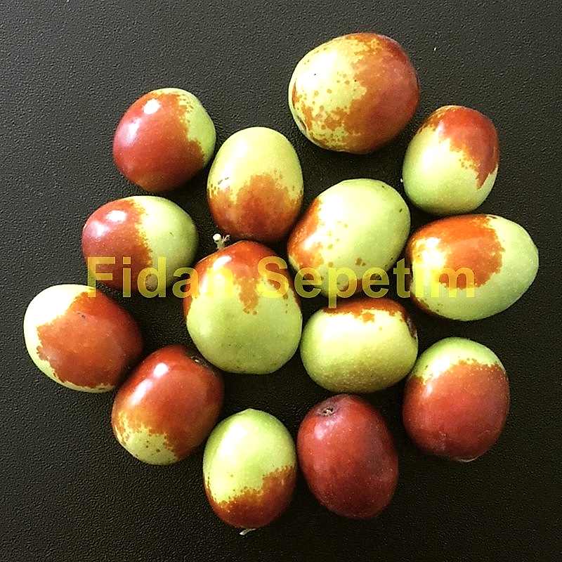 4 Yaş Ufak Meyveli Hünnap Fidanı