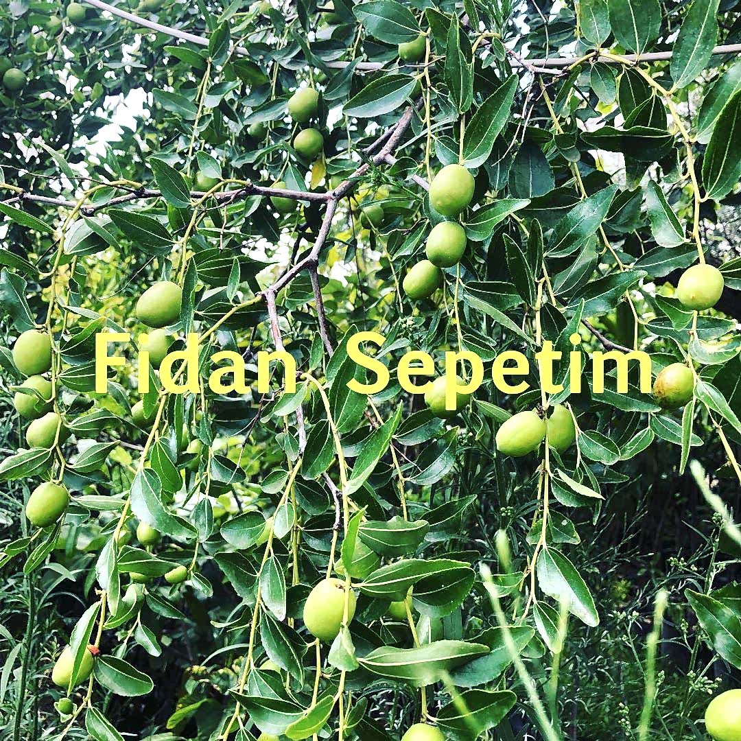 4 Yaş Ufak Meyveli Hünnap Fidanı