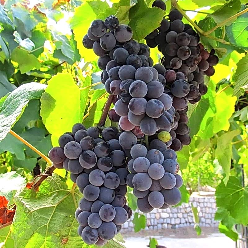 5 Adet 2 Yaş Kokulu Siyah İsabella Üzüm Fidanı Paketi