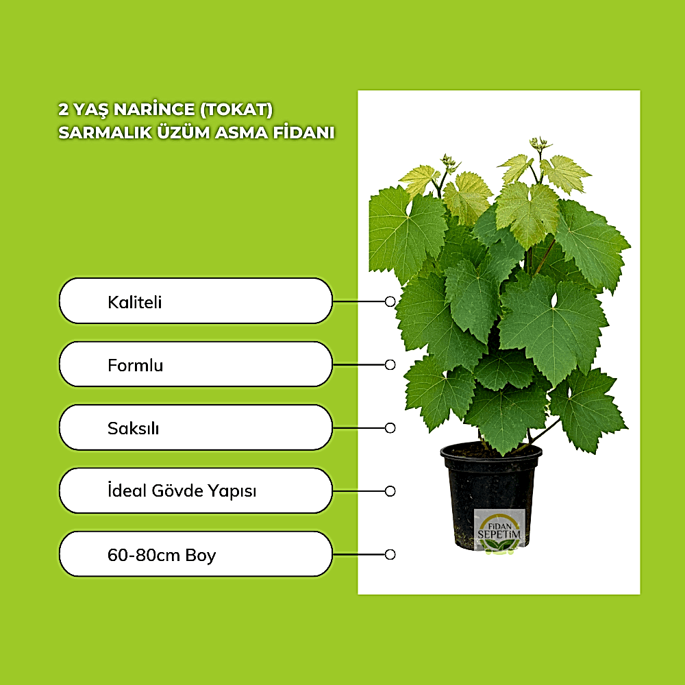 5 Adet 2 Yaş Narince (Tokat) Sarmalık Üzüm Asma Fidanı Paketi