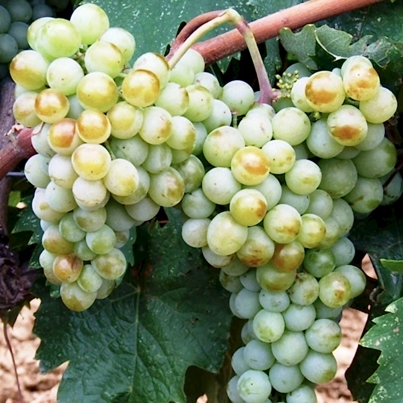 5 Adet 2 Yaş Narince (Tokat) Sarmalık Üzüm Asma Fidanı Paketi