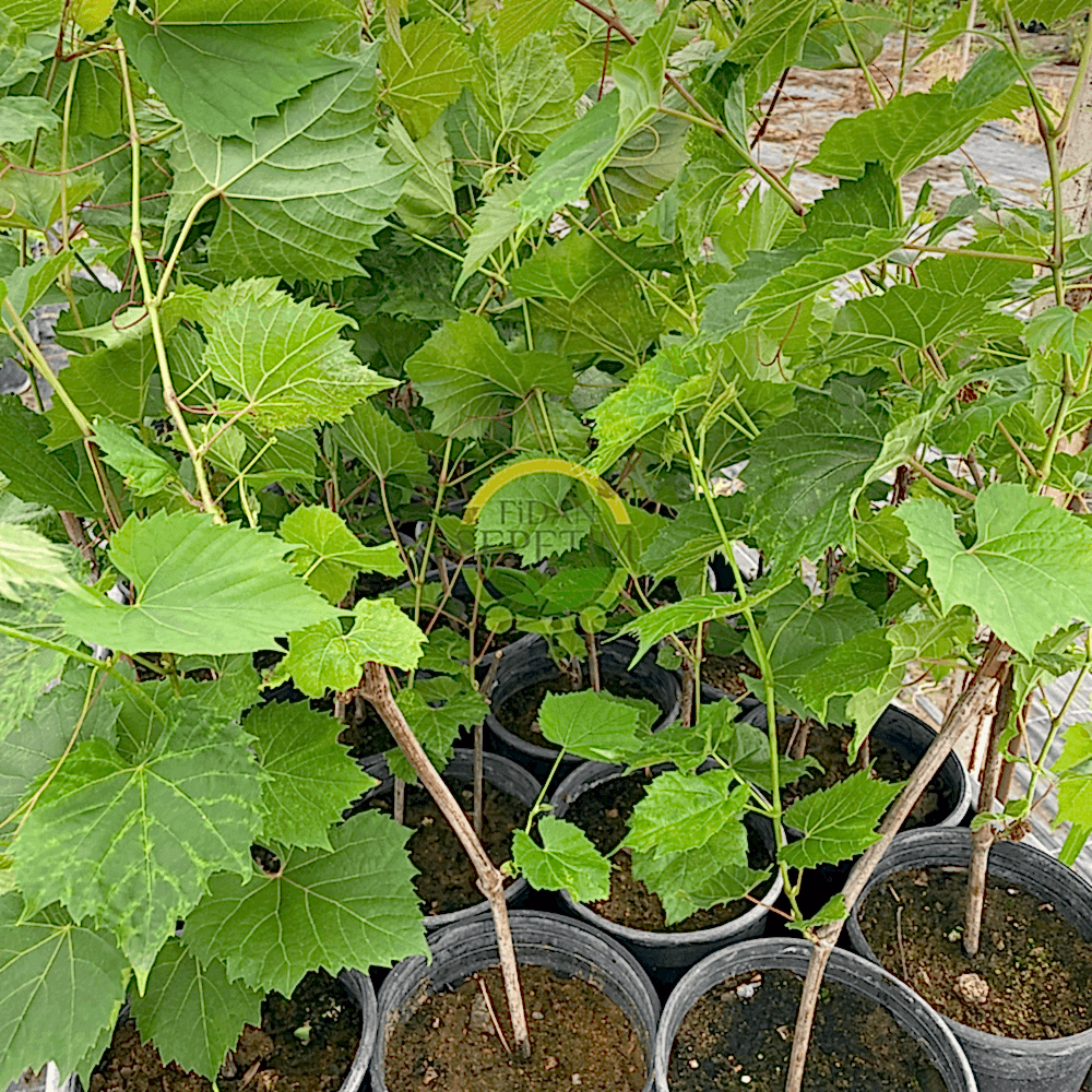 5 Adet 2 Yaş Narince (Tokat) Sarmalık Üzüm Asma Fidanı Paketi