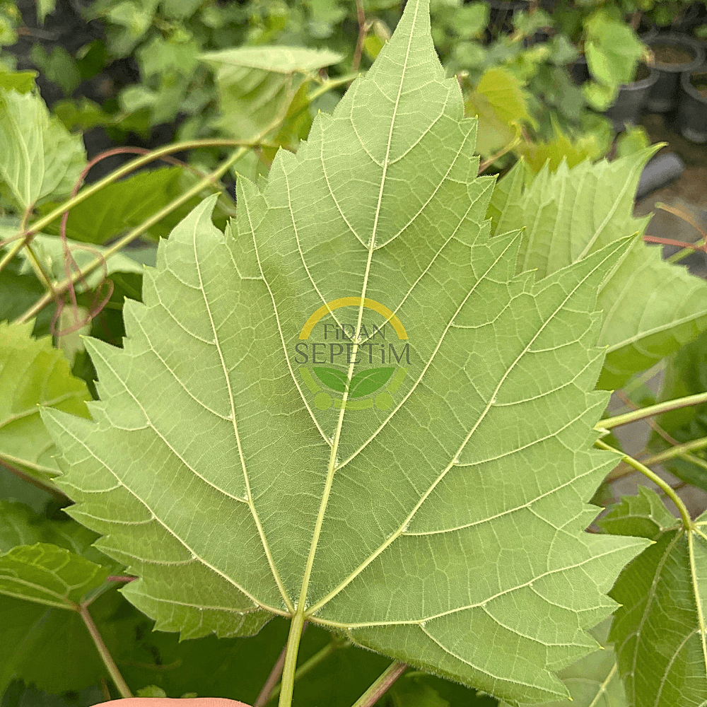 5 Adet 2 Yaş Narince (Tokat) Sarmalık Üzüm Asma Fidanı Paketi