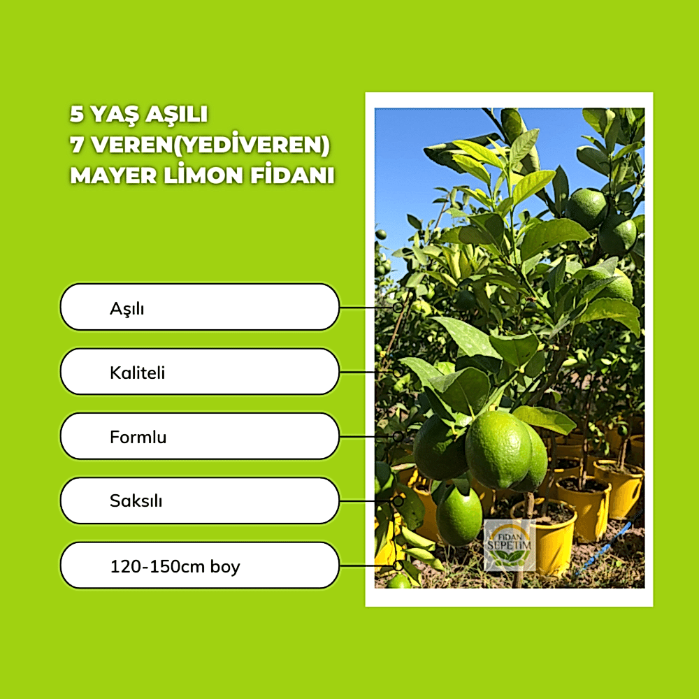 5 Yaş Aşılı 7 Veren(Yediveren) Mayer Limon Fidanı