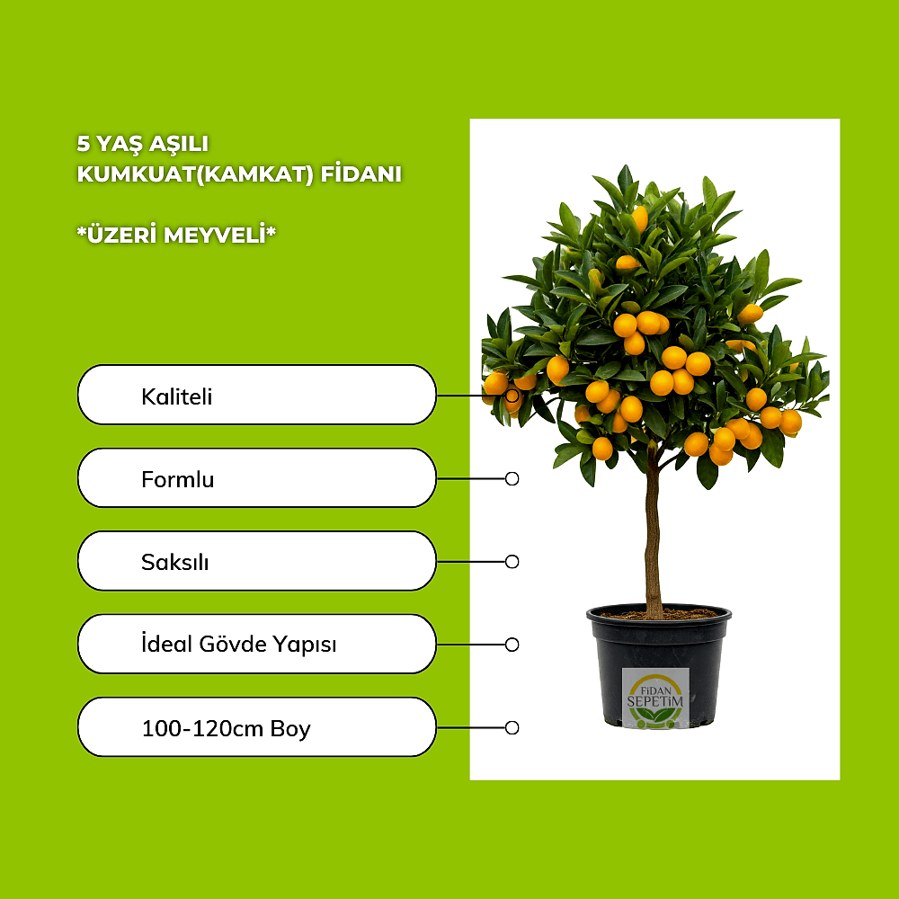 5 Yaş Aşılı Kumkuat(Kamkat) Fidanı *ÜZERİ MEYVELİ*