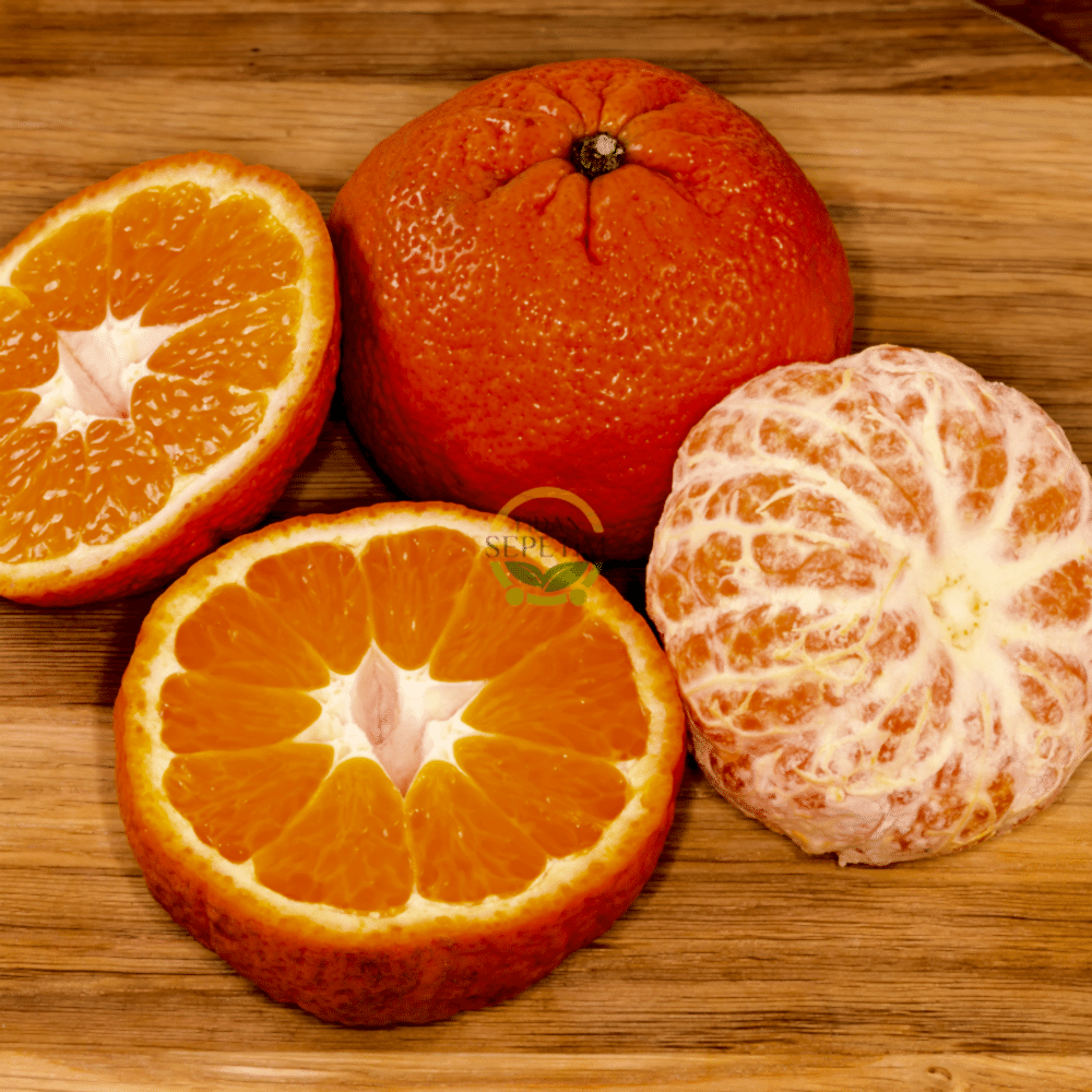 5 Yaş Aşılı W Murcott Mandalina Fidanı XL Boy *ÜZERİ MEYVELİ*