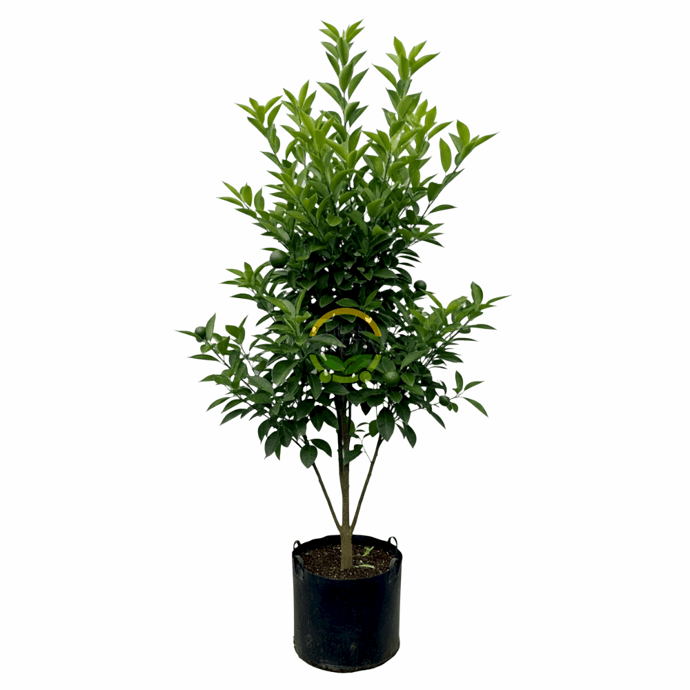 5 Yaş Aşılı W Murcott Mandalina Fidanı XL Boy *ÜZERİ MEYVELİ*