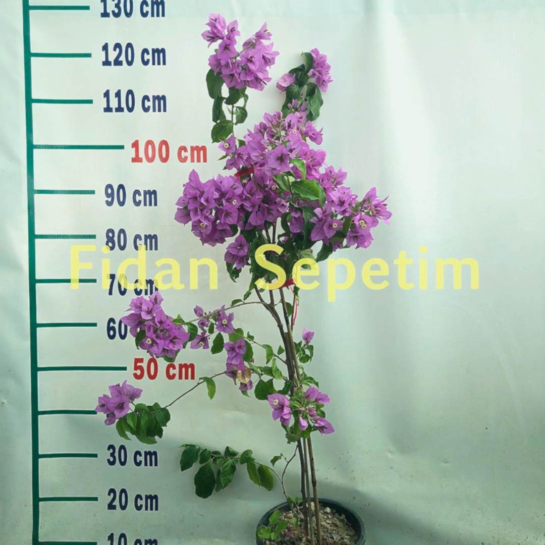 3 Yaş Ada Begonvili Fidanı