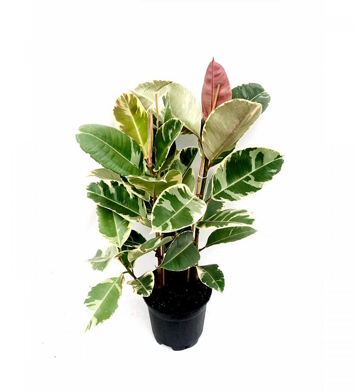 Alacalı Kauçuk Çiçeği 2'li 80-100cm