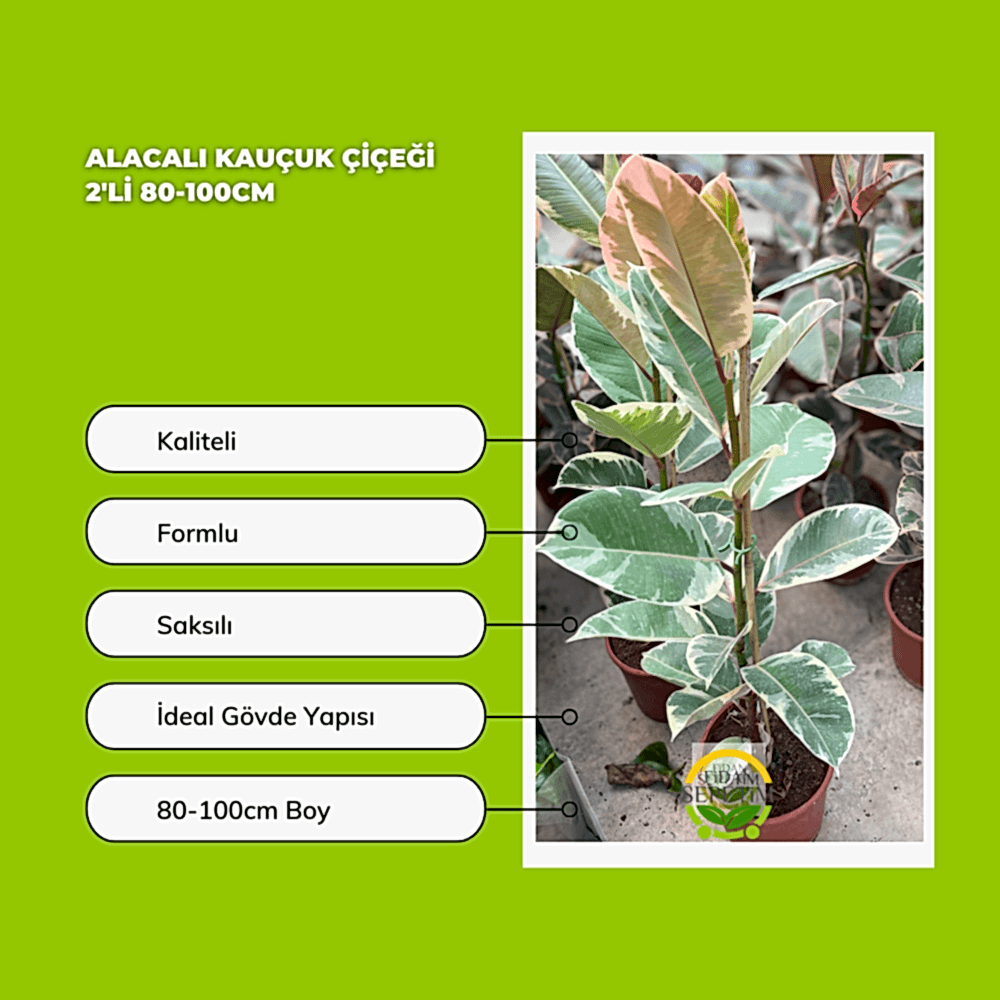 Alacalı Kauçuk Çiçeği 2'li 80-100cm