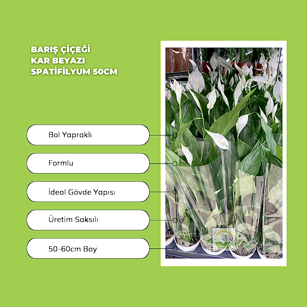 Barış Çiçeği 'Spatifilyum' 50cm