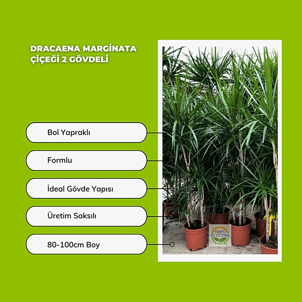 Dracaena Marginata Çiçeği 2 Gövdeli 80-100cm