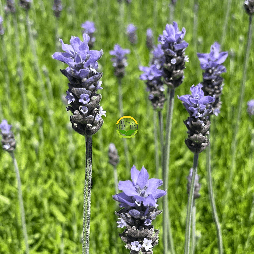 Fransız Lavanta Fidesi 'Lavandula Dentata' 10 Adet