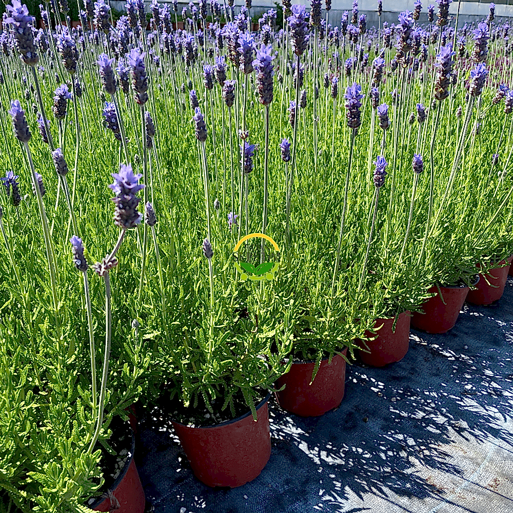 Fransız Lavanta Fidesi 'Lavandula Dentata' 10 Adet