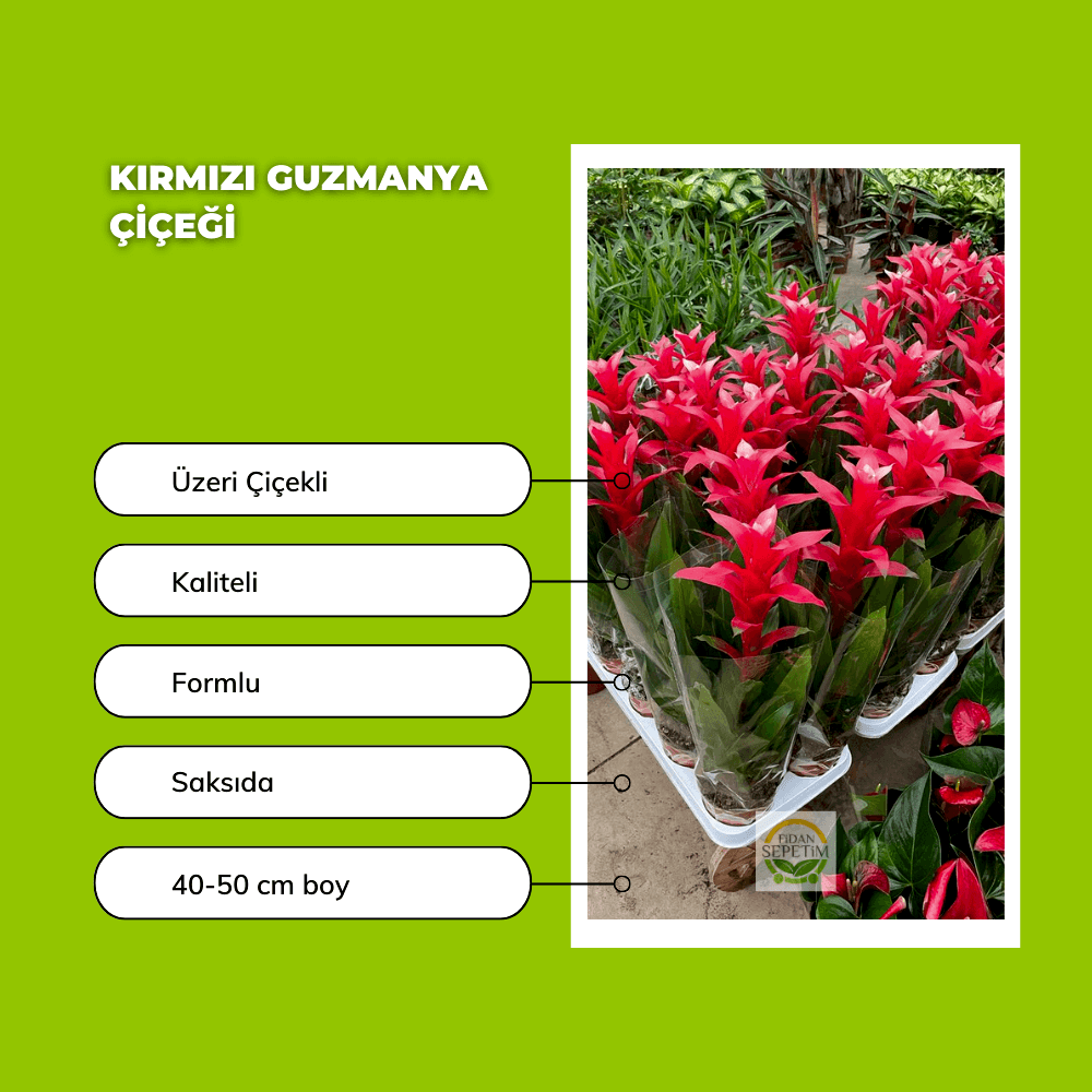 Kırmızı Guzmanya Çiçeği