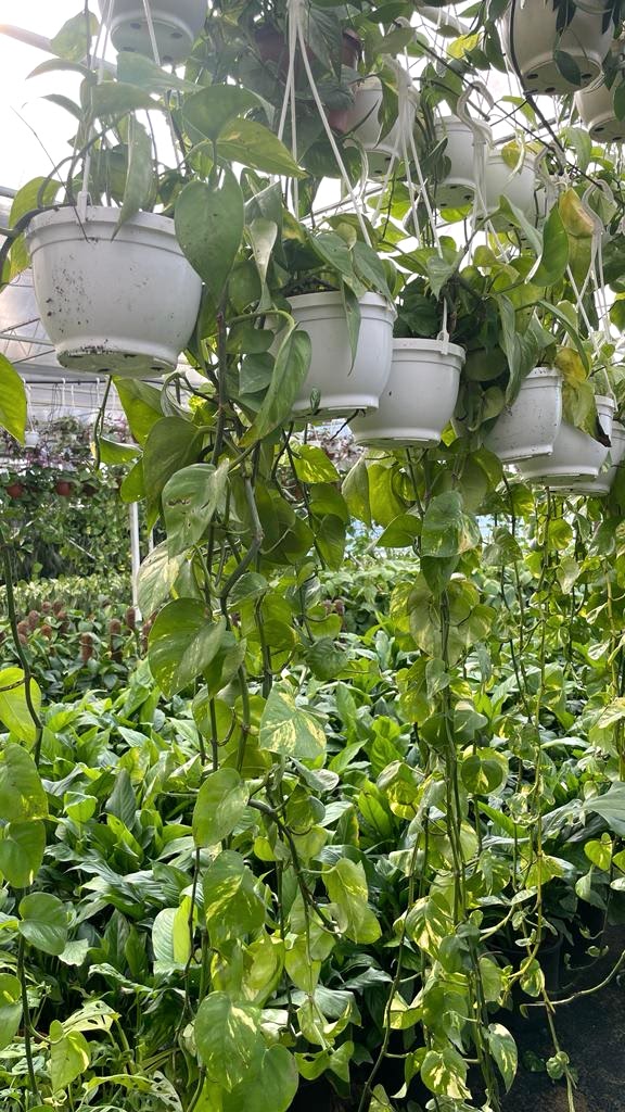 Patos Salon Sarmaşığı Bitkisi (Askılı)