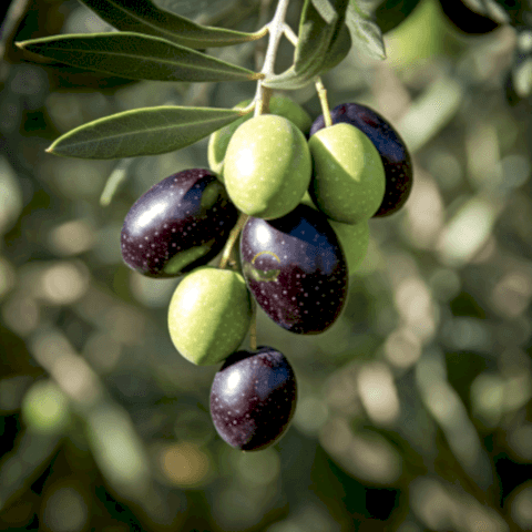 10 adet 2 Yaş Gemlik Trilye Sofralık Zeytin Fidanı Paketi