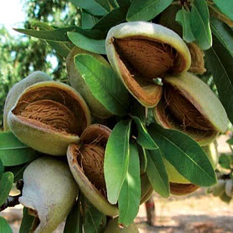 10 Adet Badem Fidanı Paketi