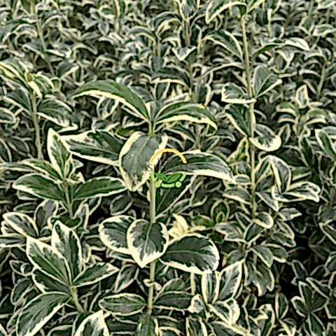 10 Adet Bravo Taflan Fidanı Paketi 'Euonymus japonica Bravo'