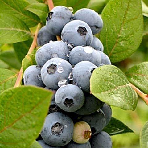 10 Adet Brigitta Çeşiti Yaban Mersini Fidanı Paketi