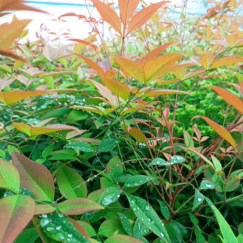 10 Adet Cennet Bambusu Bitkisi Paketi 'Nandina Domestica'