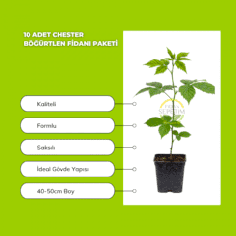 10 Adet Chester Böğürtlen Fidanı Paketi